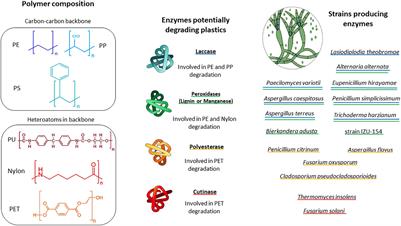 The Potential Role of Marine Fungi in Plastic Degradation – A Review